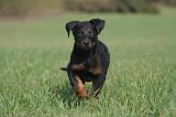 BEAUCERON - PUPPIES 419